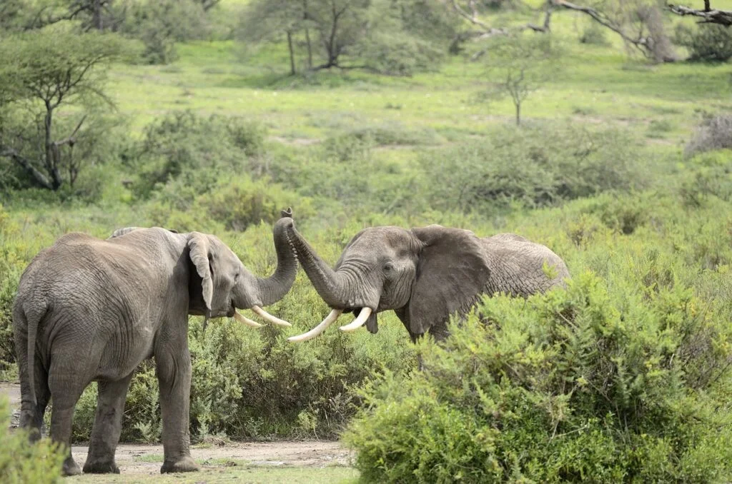Tanzania 3 Days Private Safari