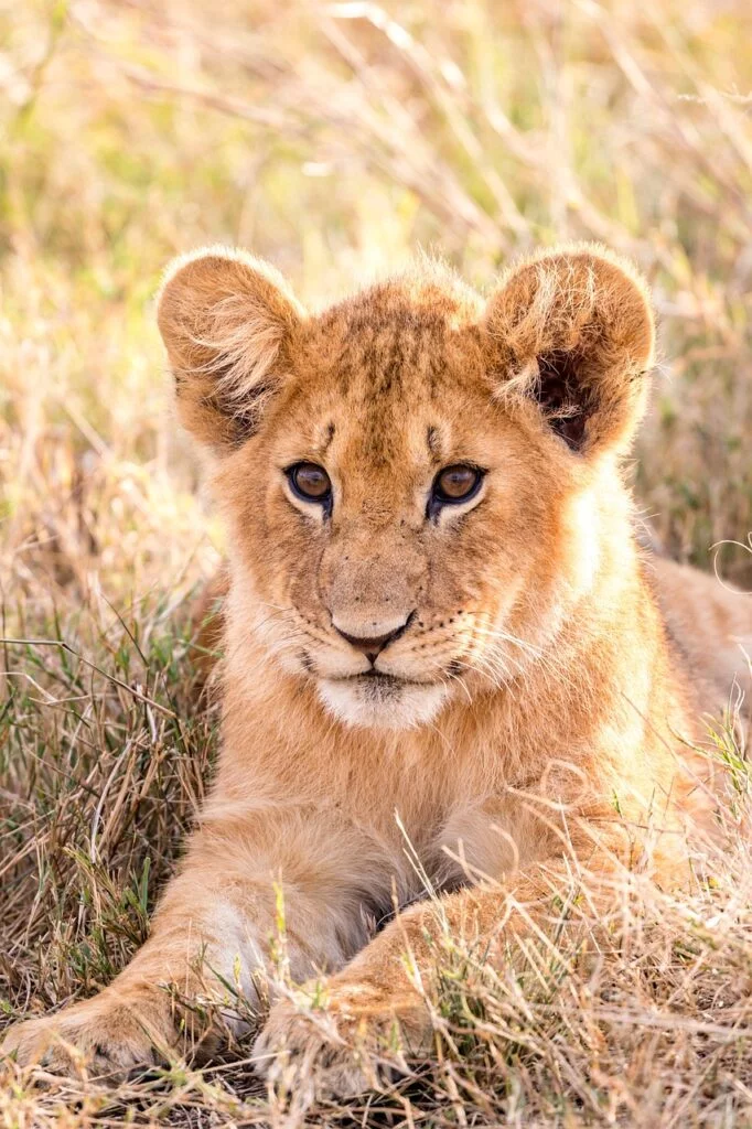 safari